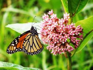 monarch on a milkweed flower