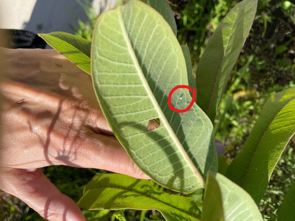 Monarch egg on common milkweed