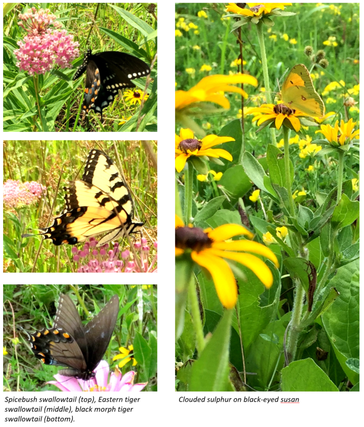 Butterflies at the meadow
