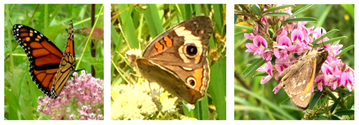 Monarch (left), common buckeye (middle) and skipper (right).