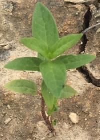 milkweed seedling