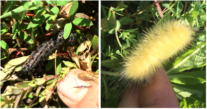 buckeye caterpillar and yellow woolly bear caterpillar